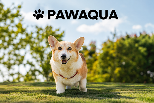 10 Simple Ways to Keep Your Dog Hydrated Every Day