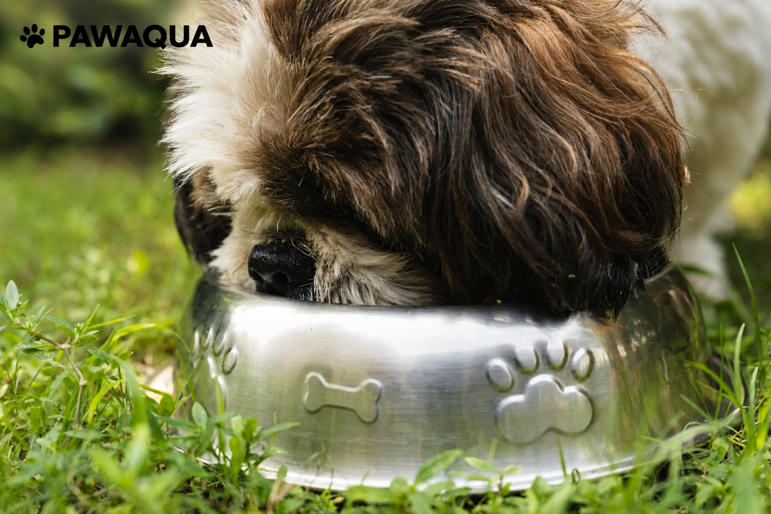 The Complete Guide to Dog Hydration: How Much Water Does Your Dog Need?