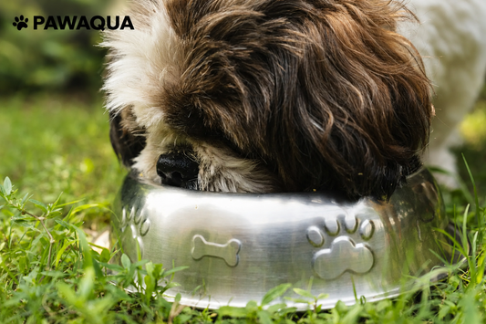 The Complete Guide to Dog Hydration: How Much Water Does Your Dog Need?